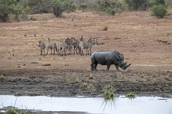 Nosorožec a zebry popíjejí v bazénu v Krugere parku Jižní Afrika — Stock fotografie