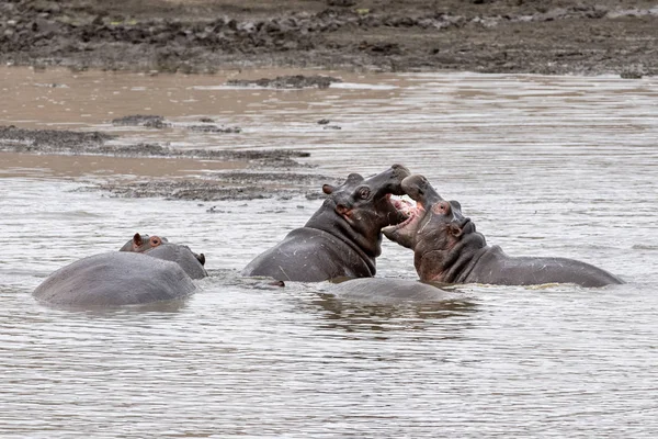 Hippos fighting in kruger park south africa — Stock Photo, Image