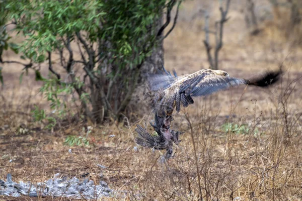 鹰在克鲁格公园捕获一只鸟南非 — 图库照片