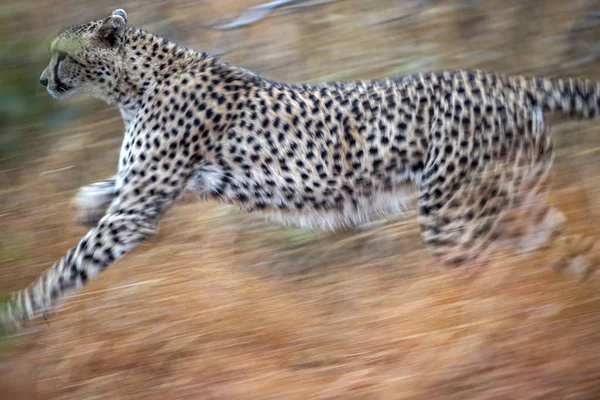 cheetah running in kruger park south africa