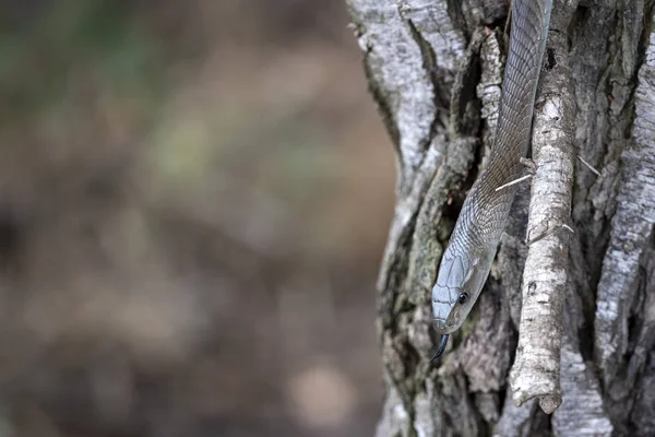 Czarny Mamba wąż South Africa zamknąć w górę — Zdjęcie stockowe