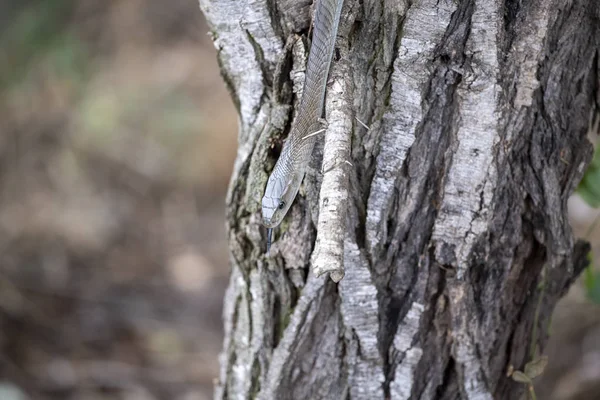 Black mamba snake south africa close up