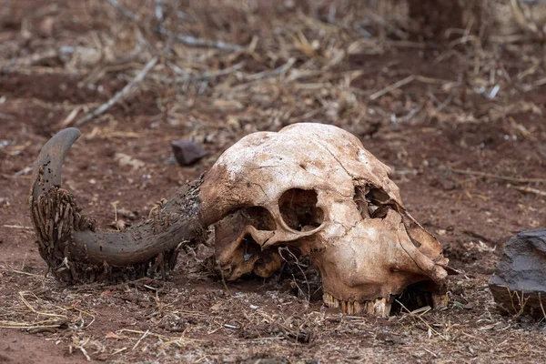 buffalo skull in kruger park south africa