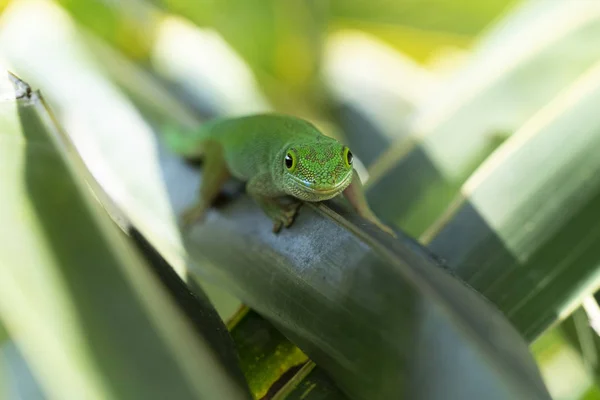 Ouro pó verde gecko em licença verde em seicheles — Fotografia de Stock