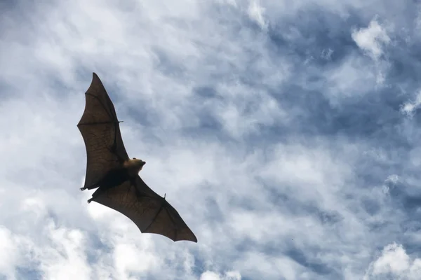 Zorro volador portait mientras vuela — Foto de Stock