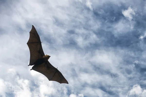 Flying fox portait while flying