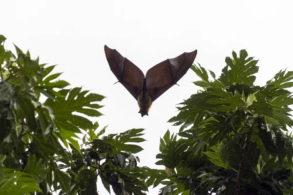 Fuchsportait beim Fliegen — Stockfoto