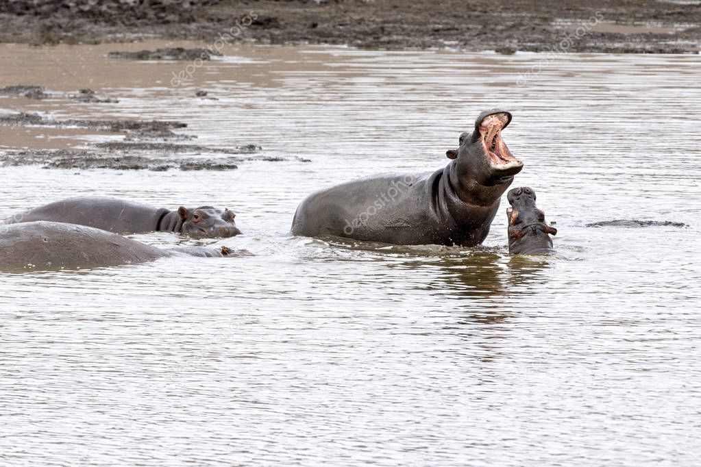 hippos fighting in kruger park south africa