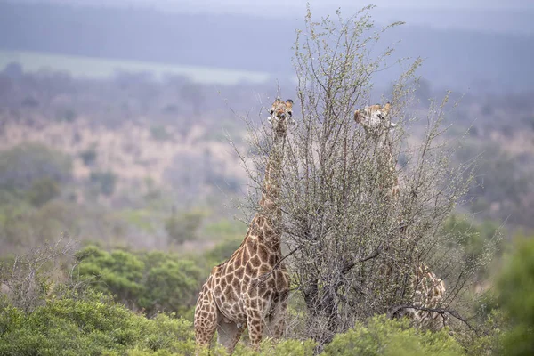 Giraffe in kruger park Zuid-Afrika — Stockfoto