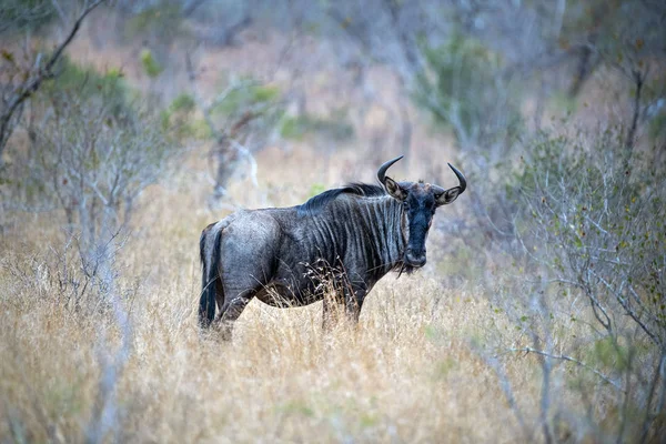 Gnu im kruger park südafrika — Stockfoto