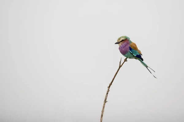 Tęczowy ptak w Kruger Park Południowa Afryka — Zdjęcie stockowe