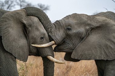 kruger park güney afrika oynayan fil
