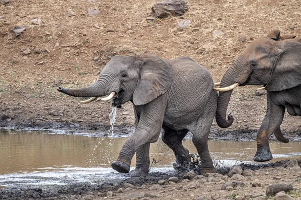 クルーガーパーク南アフリカのプールで飲みながら戦う象 — ストック写真