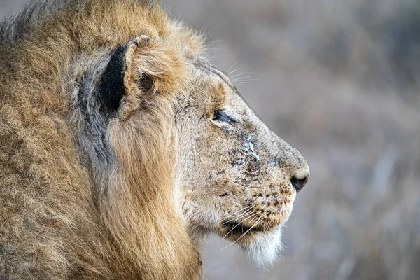Раненый лев в парке Крюгера на юге Африки — стоковое фото