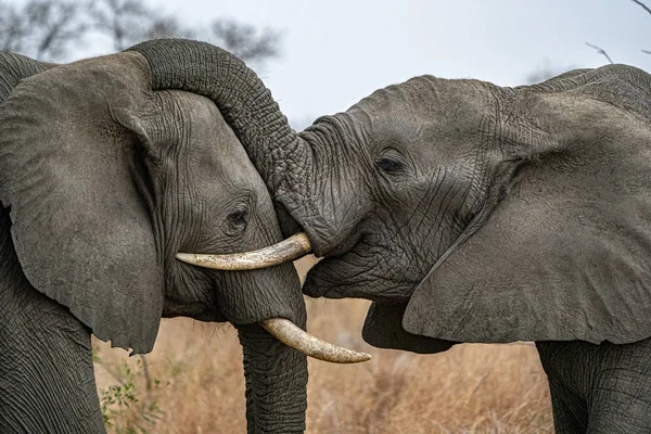 Elefante jogando no parque Kruger África do Sul — Fotografia de Stock