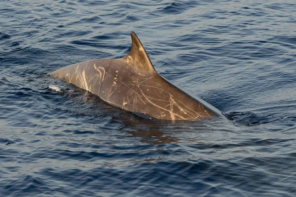 珍しいガチョウ ツチクジラ クジラ イルカ Ziphius cavirostris — ストック写真