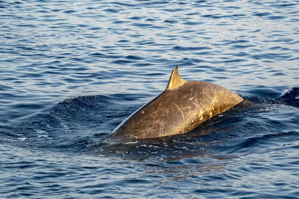 Oie rare Baleine à bec dauphin Ziphius cavirostris — Photo
