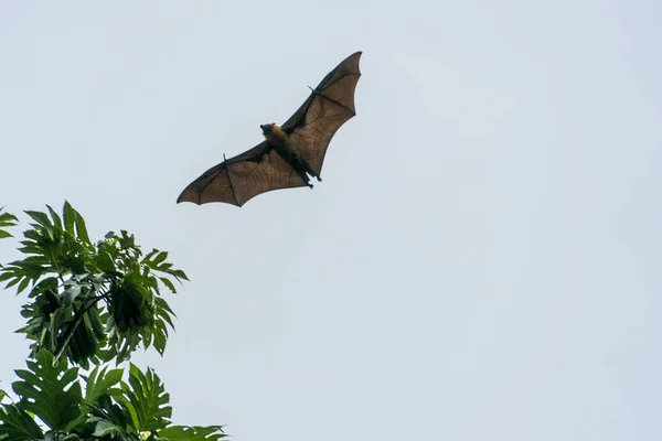 Flying fox bat portait while flying