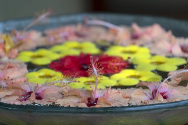 Suda spa çiçekleri