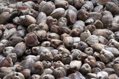 Birçok kurutulmuş hindistan cevizi