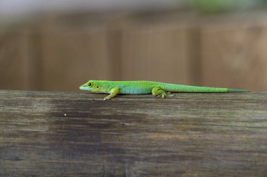 Altın tozu yeşil gecko 
