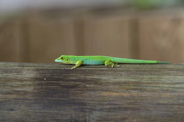 Złocie zielone Gecko — Zdjęcie stockowe