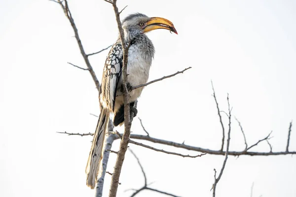 Hornbill amarelo-faturado no parque de Kruger África do Sul — Fotografia de Stock