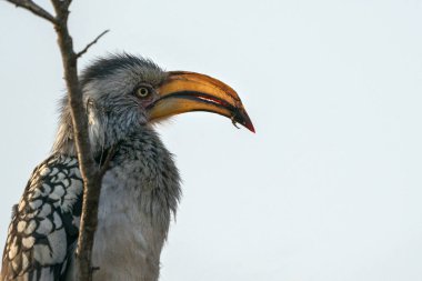 kruger park güney Afrika'da sarı gagalı hornbill