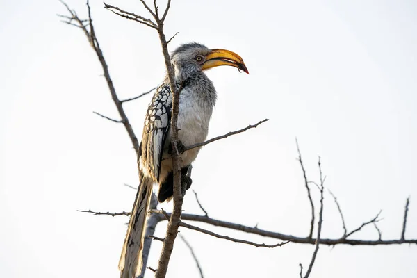 Gelbschnabelhornvogel im kruger park südafrika — Stockfoto