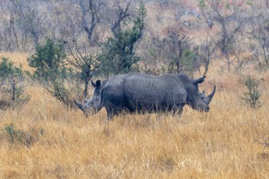 gergedan yüz kruger park güney afrika karşısında