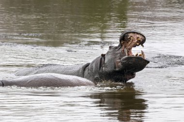 su aygırları kruger park güney Afrika mücadele