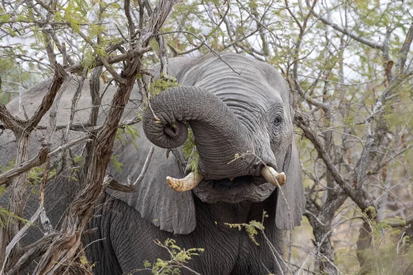 Elephant while eating marula tree fruit in kruger park south africa — Stock Photo, Image