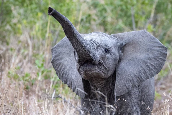 Słoń macha dziecko w parku Kruger Republika Południowej Afryki — Zdjęcie stockowe