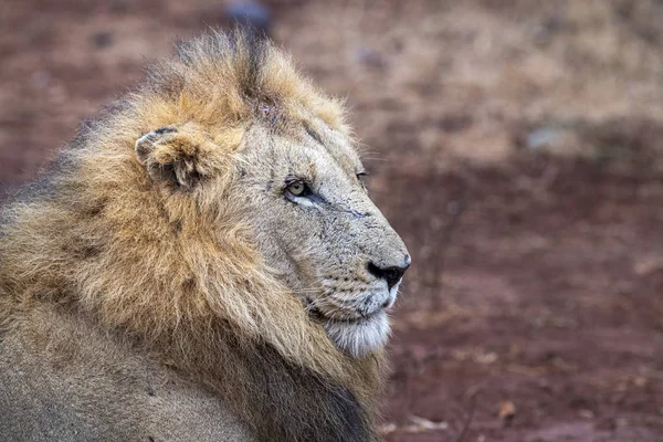 Mannelijke leeuw in Kruger Park Zuid-Afrika — Stockfoto