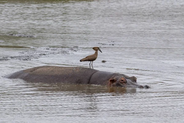 Hippos and bird in kruger park south africa — Stock Photo, Image