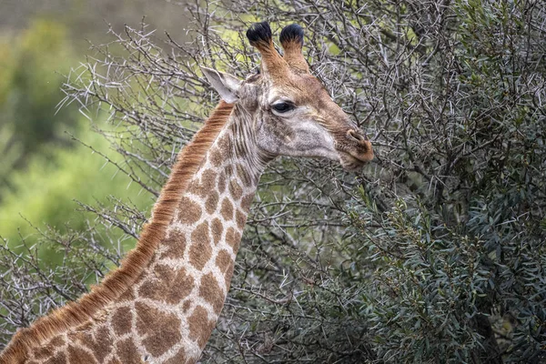 Jirafa en Kruger park Sudáfrica — Foto de Stock