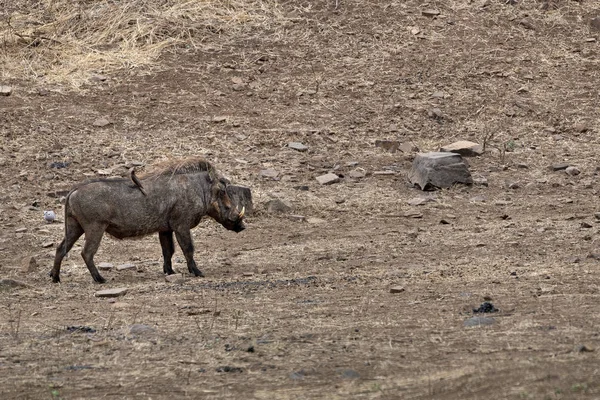 Warthog en kruger park Sudáfrica —  Fotos de Stock