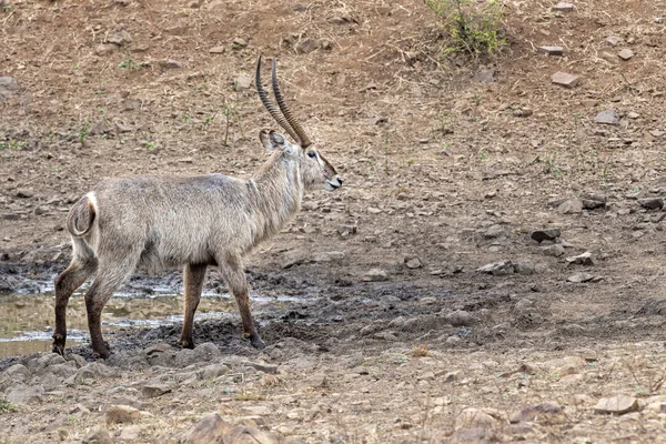 Antilope bouc d'eau dans le parc Kruger Afrique du Sud — Photo
