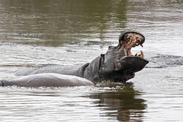 su aygırları kruger park güney Afrika mücadele