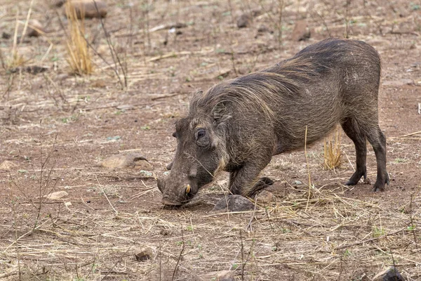 Warthog in Kruger Park Zuid-Afrika — Stockfoto