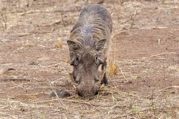 Warthog w Kruger Park Republika Południowej Afryki — Zdjęcie stockowe