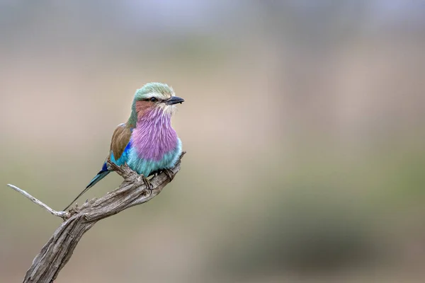 Rainbow bird in kruger park south africa — Stock Photo, Image