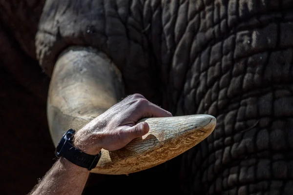 Colmillo de marfil de elefante de cerca en el parque de kruger Sudáfrica —  Fotos de Stock