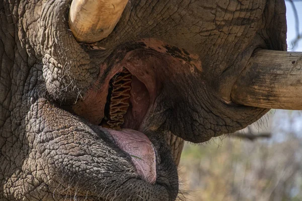 Elephant mouth close up in kruger park south africa — Stock Photo, Image