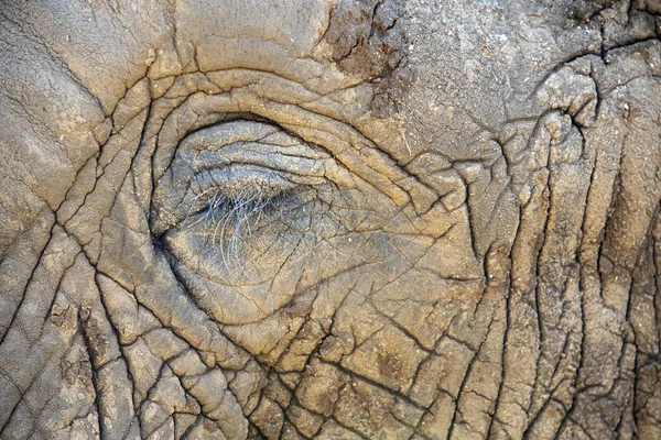 elephant eye close up in kruger park south africa