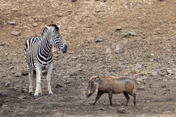 Зебра и бородавочник у бассейна в парке Крюгера на юге Африки — стоковое фото