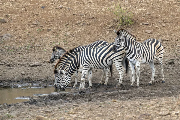 Zebra csoport iszik a medencében Kruger Park Dél-Afrika — Stock Fotó