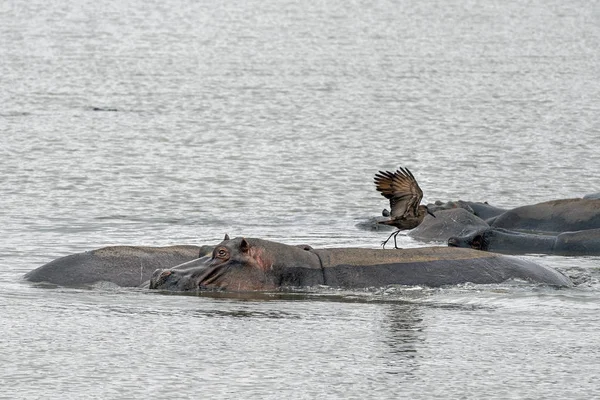 Hipopótamos y aves en kruger park sur de África — Foto de Stock