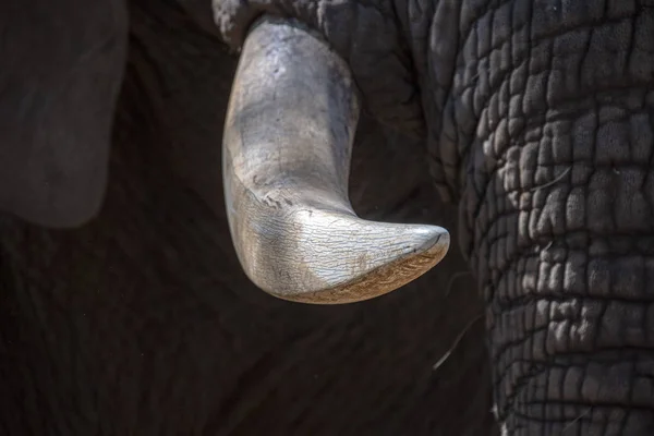 Colmillo de marfil de elefante de cerca en el parque de kruger Sudáfrica —  Fotos de Stock