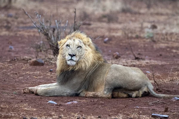 Leão macho no parque Kruger África do Sul — Fotografia de Stock